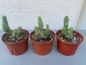 Trichocereus bridgesii monstrose