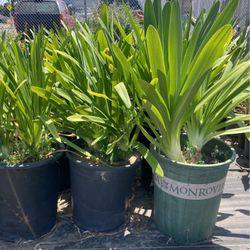 Plants
