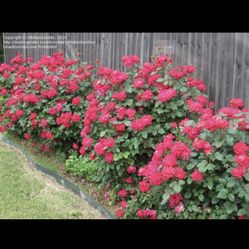 Beautiful Hardy Rose Bushes, They Grow Up To 3 Feet Tall