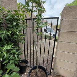 GA866 Jujube Large Tree