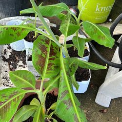 Fruit Trees For Sale 