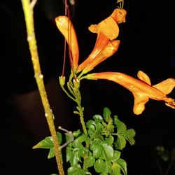 Flowers / Veg / Fruit  Plants 🪴