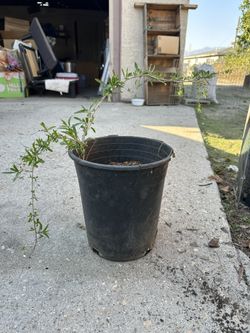 Organic Goji Plant In 5 Gallon