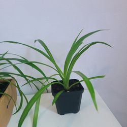 Small Spider Plants In Drainage Pot