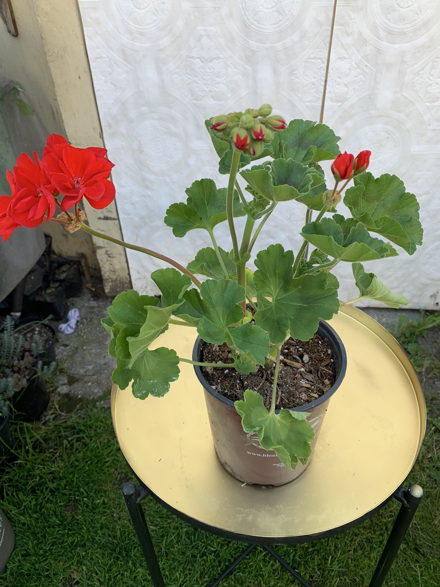 Outdoor Plant