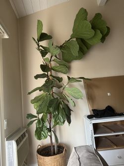 Figs Tree 10-12 Ft Tall