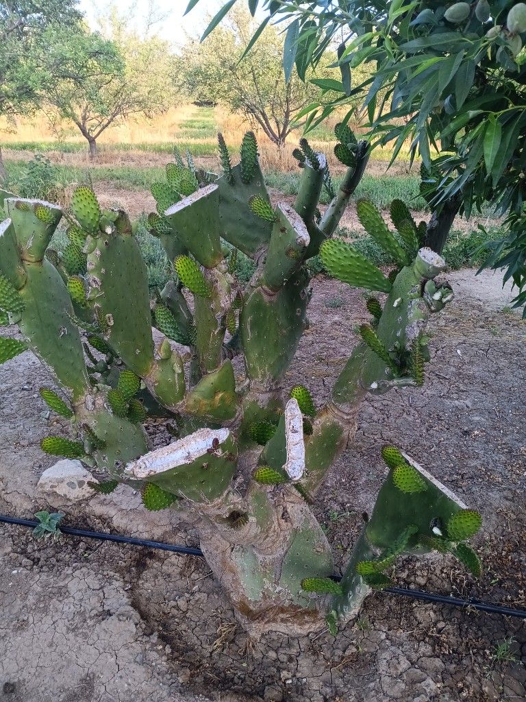 Tengo Nopales De Venta
