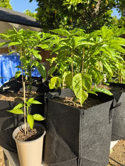 Organic Carolina Reaper in 3 gallon grow bag