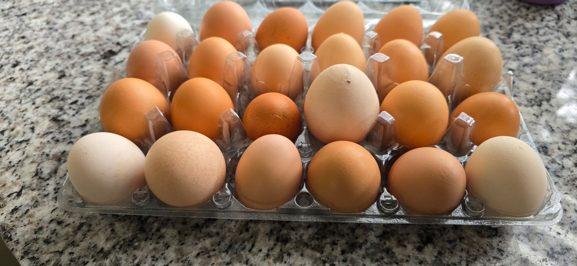 Fresh eggs