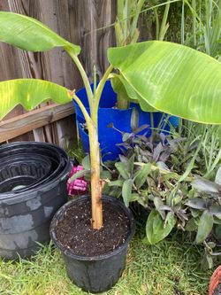Banana Plant 10
