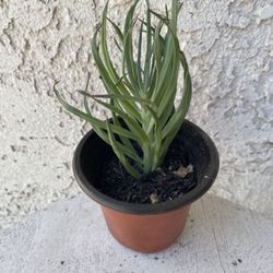 3 Inch Pot Succulent Plant - Narrow Leaf Chalksticks -Senecio Vitalis - Rooted & Established - Drought Resistant 🪴