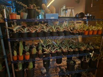 Cactus Nursery Sale