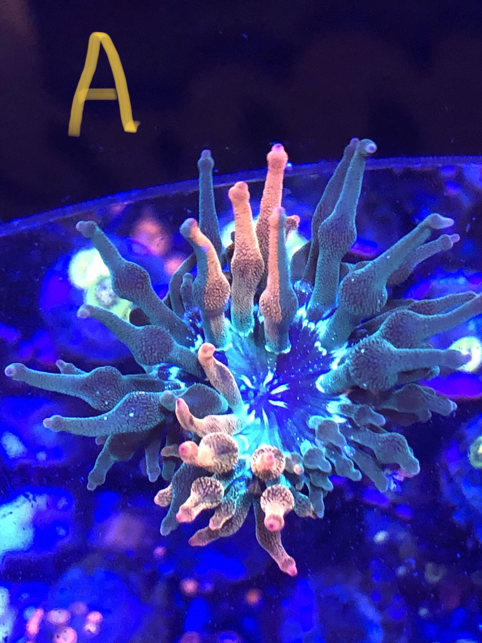 Nexus Burst Bubble Tip Anemone