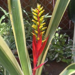 Variegated Blooming Bromeliad Plant 3 ft.