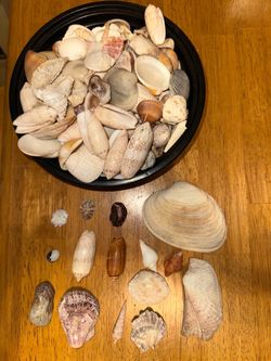 2 lbs Natural Florida Gulf Coast Seashells Mix – For Crafts, Decor