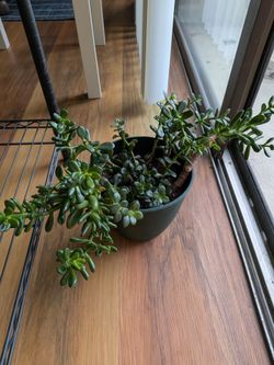 Jade plant