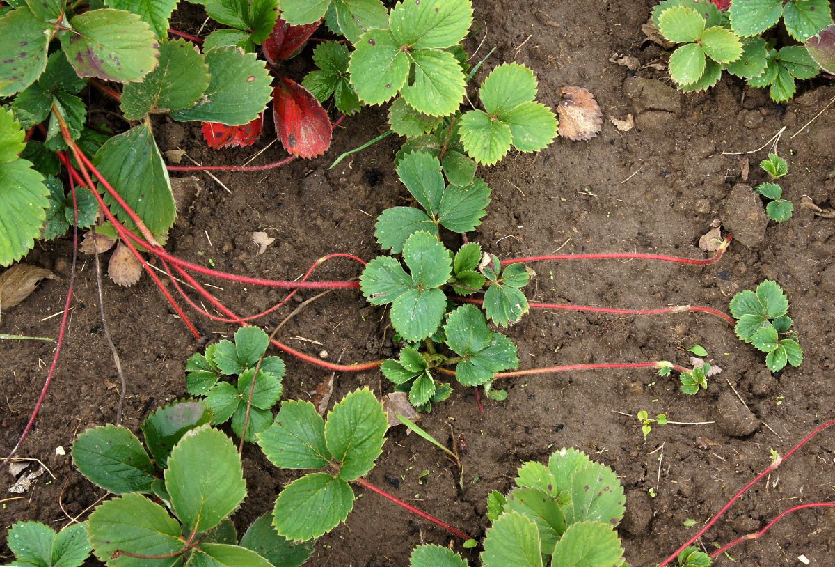 Strawberry Runners/ Starter Plants