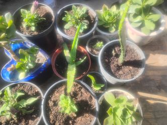 Variety Plants