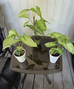 Small White Butterfly Arrowhead Plant's 