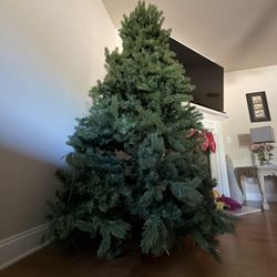 7.5 Christmas Tree 