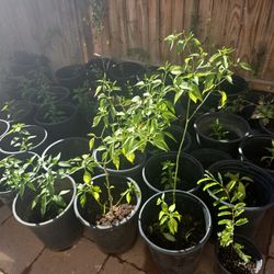 Chile's Plants For Sale 