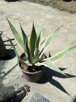 Americana virigated