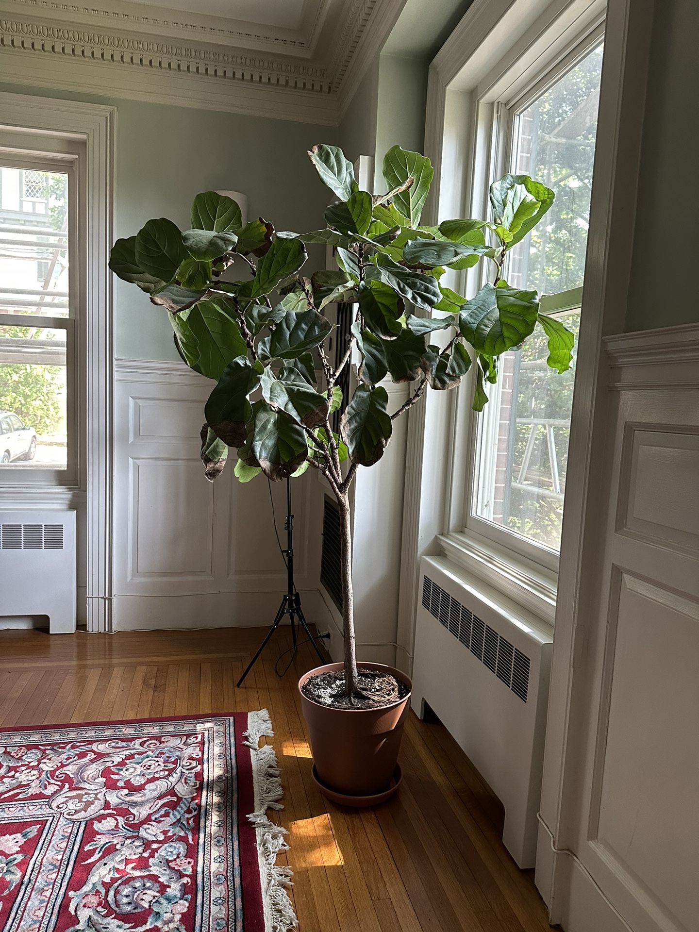 Giant Fiddle Leaf Fig