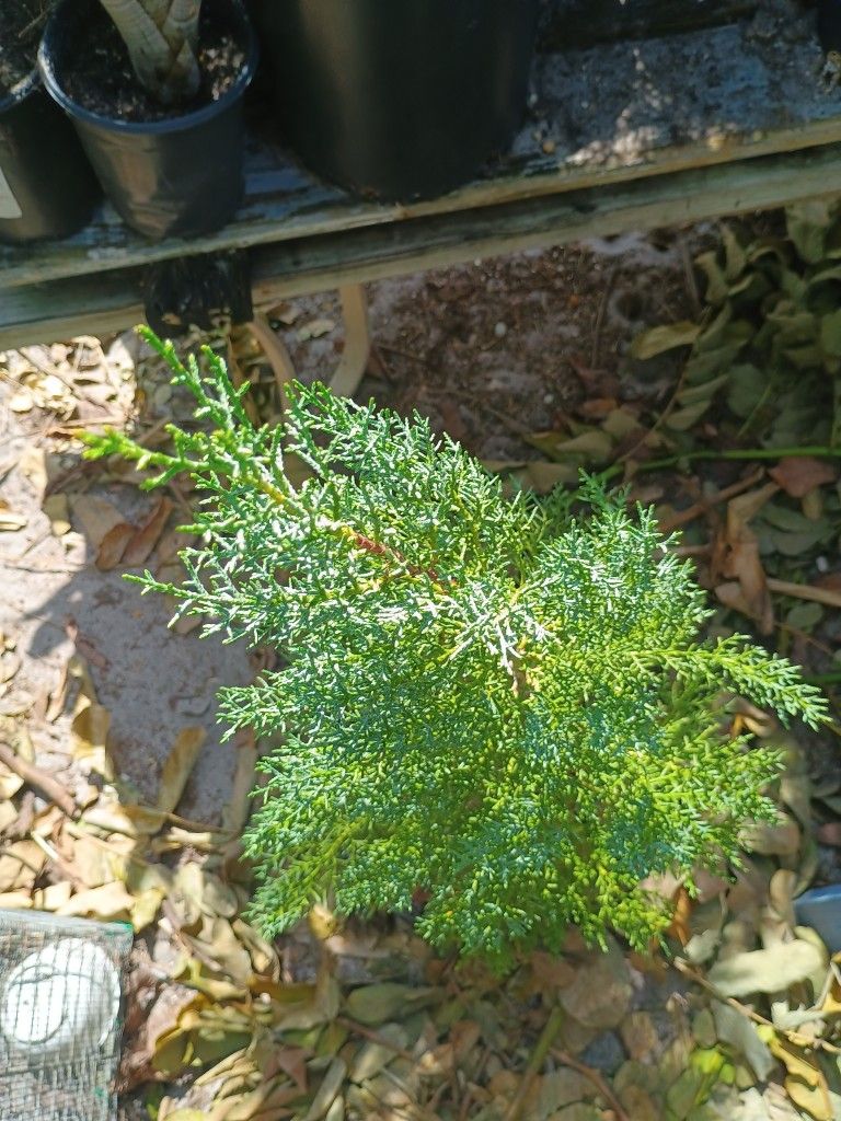 Arizona Cypress 