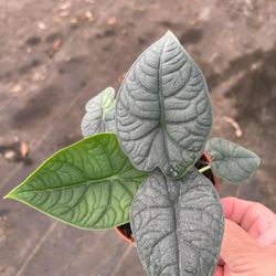 Melo Alocasia 4" Plant