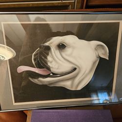Bulldog