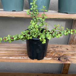 Elephant Bush