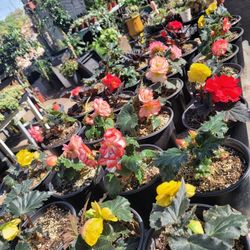 Begonia Doublet