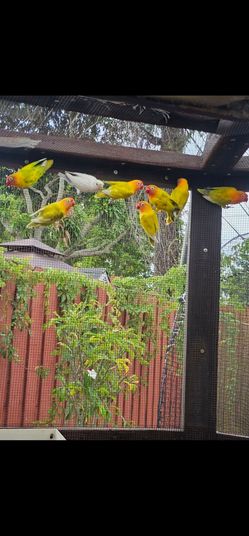 Cage bird