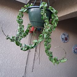 Large Hoya Hindu Rope Compacta Plant $65