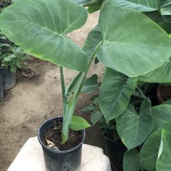 Planta Oreja De Elefante 🐘 De Corracion De Jardín