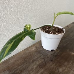 Philodendron Florida Beauty Plant