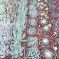 Echeveria & Succulent