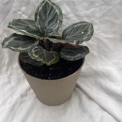 Plant for room