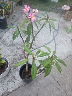 Pink plumeria 3feet tall