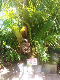 Coconut Palms