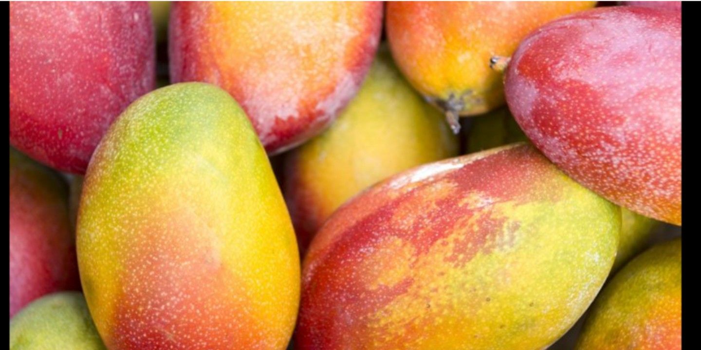 Mangos/ picked fresh daily