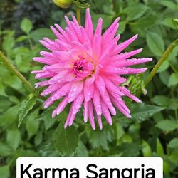 Dahlia Plants Karma Sangria $5 Each