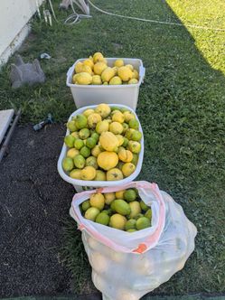 Limons