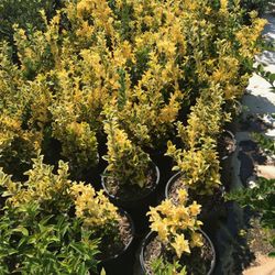 I’m Selling Plants In Different Color