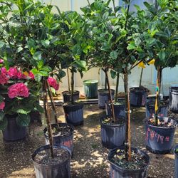 Gardenias Tree