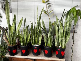 NICE SND HEALTHY SNAKE PLANTS ALSO KNOWN AS SANSEVIERIA 