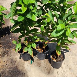 guavas pink plants 1gallon 3ft tall