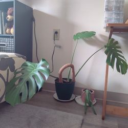 Indoor Plant
