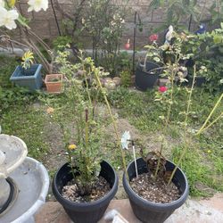 Roses Yellow And Pink Tall For Green Garden 