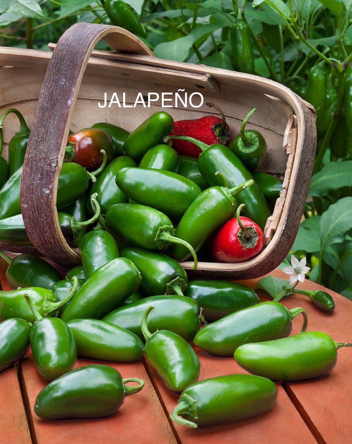 PEPPER PLANTS 💯 ORGANIC BRED & GROWN HERE TO PRODUCE IN OUR CLIMATE